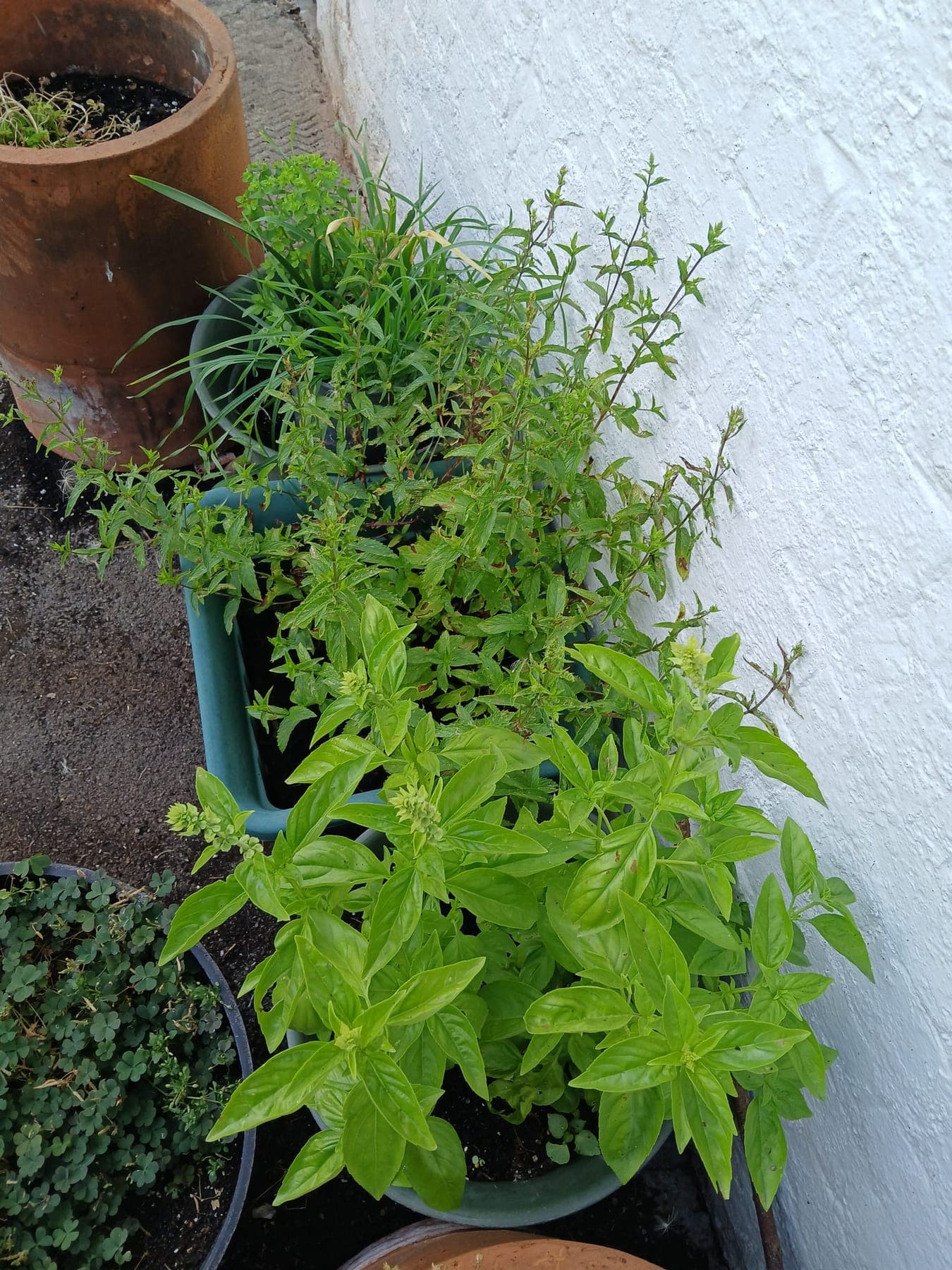 Planting in the garden at The Angel